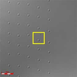 レーザー顕微鏡微分干渉画像　対物レンズ 100X