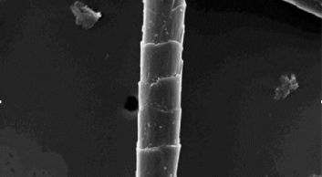 fibra de lã paxemina vista com um microscópio eletrônico de varredura